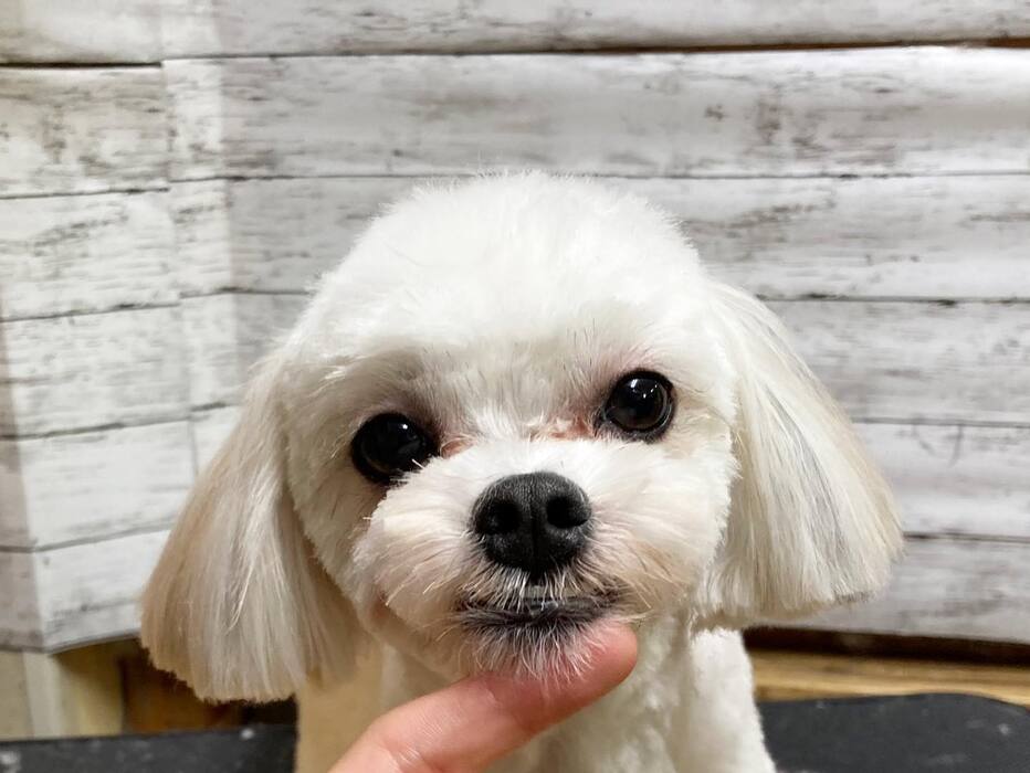 画像1860
