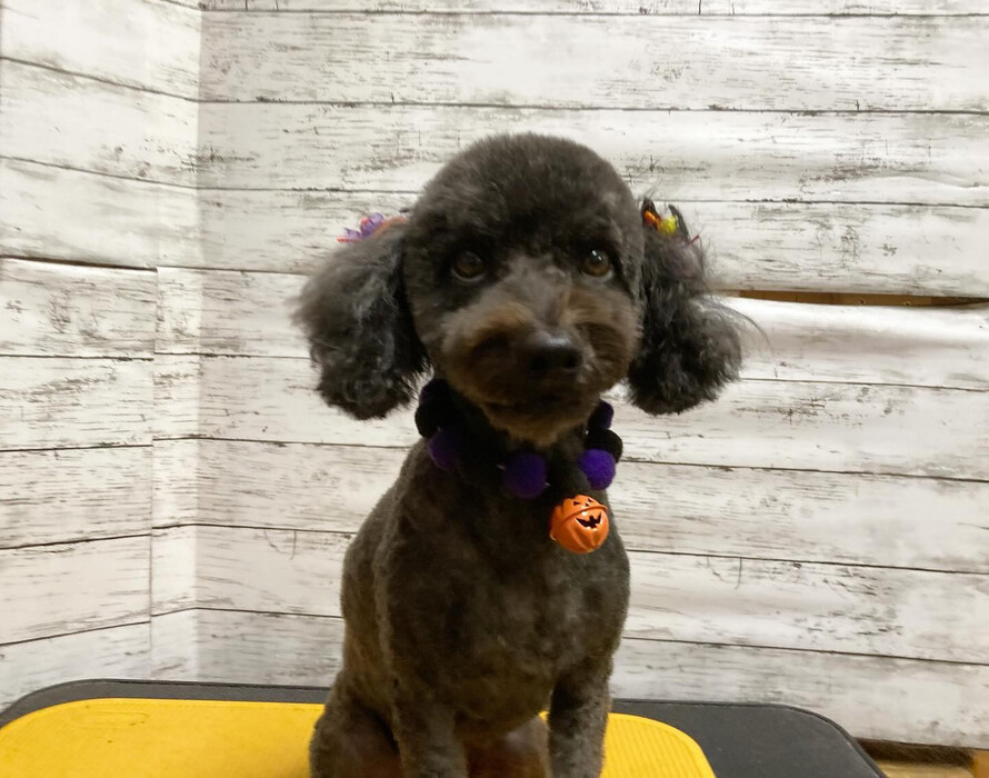 画像1949