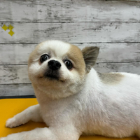画像2718