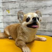 画像2777