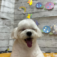 画像2933