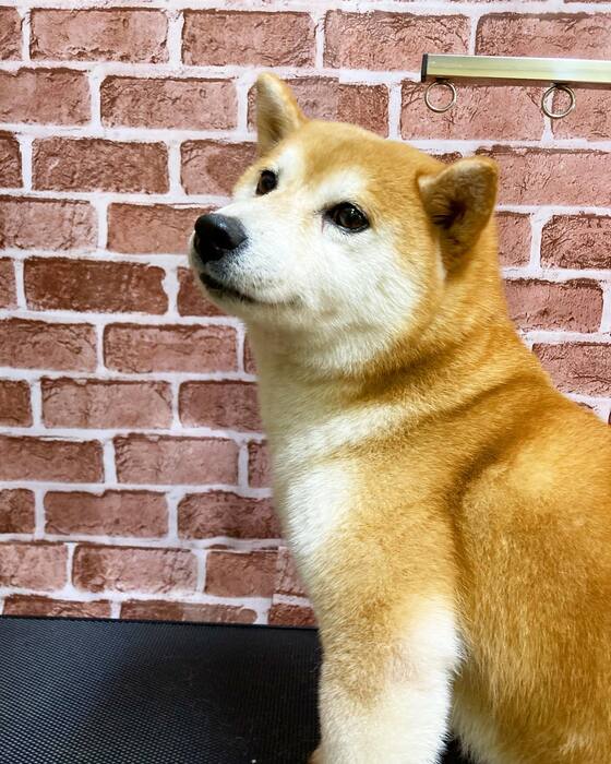 画像444