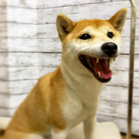 画像857