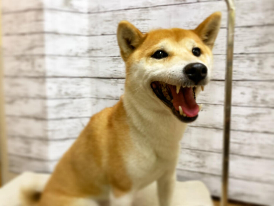 画像857