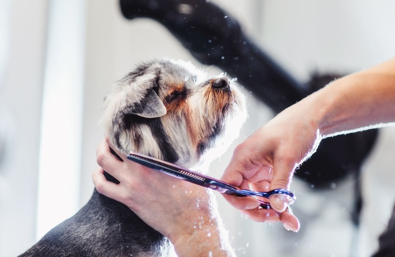 飼い主様のご要望をお伺いし犬に似合うトリミングを行う | 佐倉のペットサロンなら丁寧なヒアリングのラブドッグ