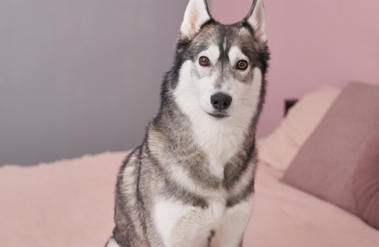 大型犬に対応できるスタッフが在籍するペットホテル | 佐倉のペットサロンなら丁寧なヒアリングのラブドッグ