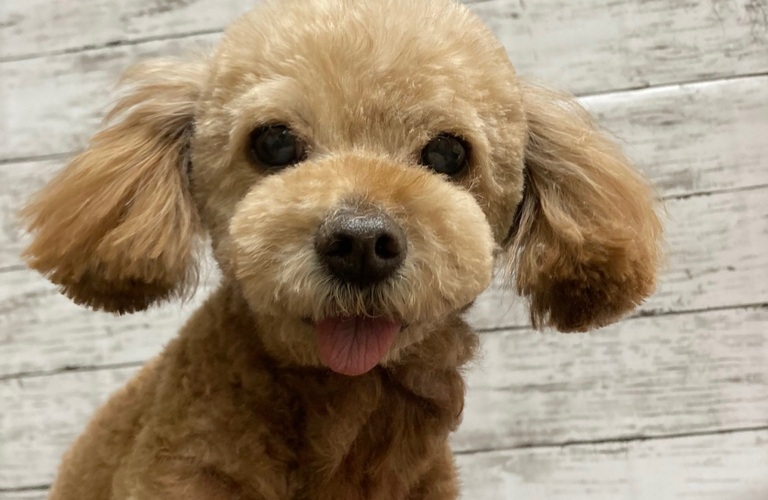老犬のトリミング　お任せください！