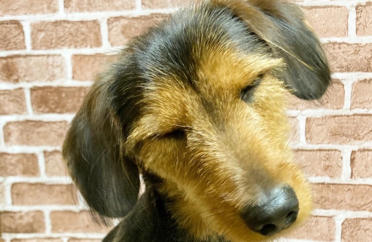 仔犬の初めてのトリミングはラブドッグへ