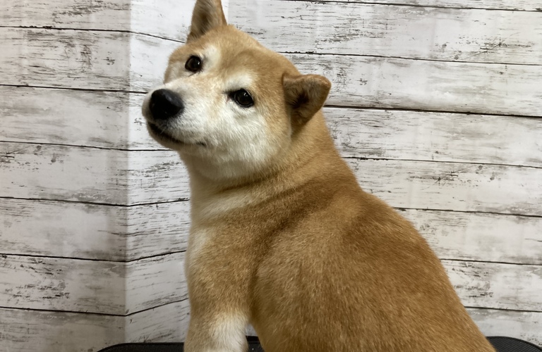 八千代市でペットホテルをお探しでしたらラブドッグ