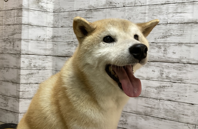 佐倉市で安いペットホテルをお探しでしたらラブドッグ